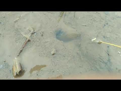 MANCING BELUT SAWAH YANG NEKAT KELUAR LUBANG