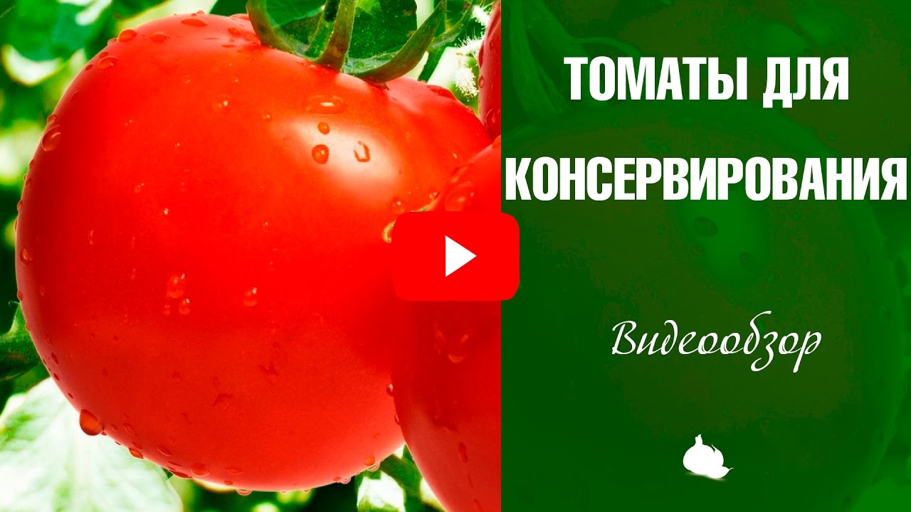 Какие сорта томатов лучше использовать для консервирования на Сорта помидор для засолки и консервирования - подробный обзор!