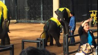 Cutest Little Elephant Twerking