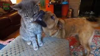 Ultimate Cute Cats and Funny Dogs Compilation 2018 | Funny Pet VIdeos