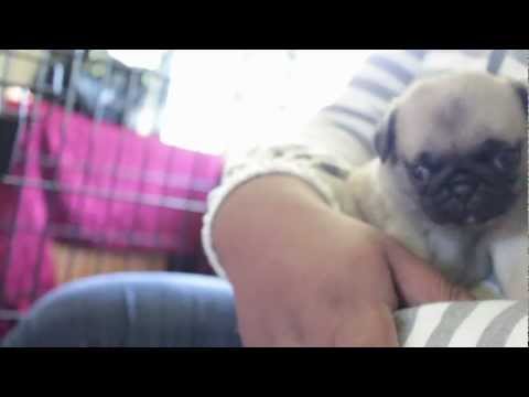 5 week pug pug puppies 4 weeks makeup guides 5 week pug pug puppies 4 weeks makeup guides