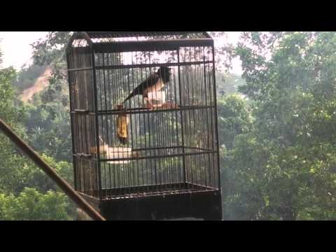 VIDEO : suara burung jalak papua gacor masteran kacer - kicaumania samarinda 2016. ...