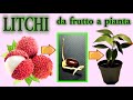 LITCHI fai nascere una piantina a costo zero, dagli scarti del frutto