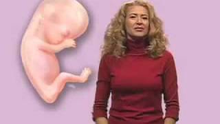 Concerns During Pregnancy Concerns During Pregnancy