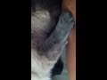 Кошка Пэрис сосет сиську у 