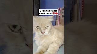 Cewek Lagi Dapet Vs Kucing Minta Kawin Cari Masalah