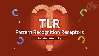 Prr Toll-Like Receptors Tlrs Innate Immunity And Signaling Pathways - Immunology