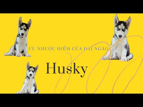 Husky Đen Trắng Mắt Xanh - Ưu nhược điểm của husky