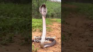 Indian Cobra Snake