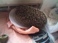 nourrir un escargot