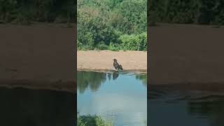 Crocodile Surprise Attack Buffalo