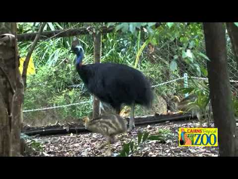 ケアンズトロピカルズー公式PV Cairns Tropical Zoo Official Movie