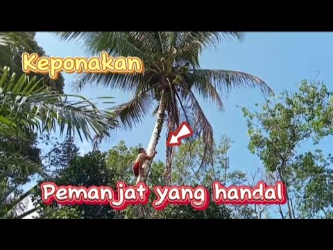 keponakan memanjat kelapa di kebun kk sepupu #manjatkelapa #panenkelapa #fyp #vlog #videoasli #trend