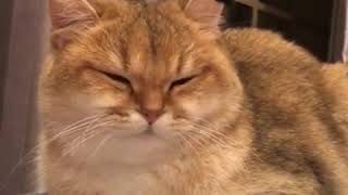 funny cat