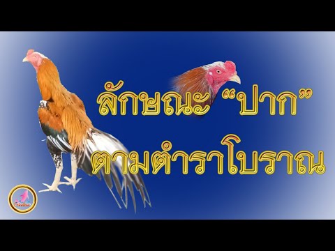 5 ลักษณะปาก 2 ลักษณะแข้ง ไก่เก่งตามตำราโบราณ!!!!