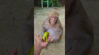 Monkey Rani Ka Banana Khane Ka Mn Nhi Hota To Aise