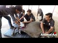 Видео Injured mama and baby cow inseparable: rescued Видео Injured mama and baby cow inseparable: rescued