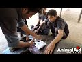 Video Injured mama and baby cow inseparable: rescued Video Injured mama and baby cow inseparable: rescued