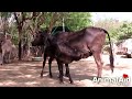 Injured mama and baby cow inseparable: rescued Injured mama and baby cow inseparable: rescued