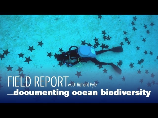 Field Report: Dr. Richard Pyle on the Importance of Documenting Ocean Biodiversity