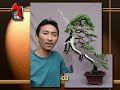 Bonsai demonstration vol 5 by tedy boy bonsai indonesia