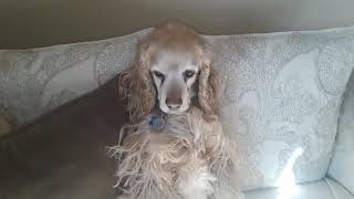 Cocker spaniel funny dog