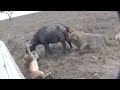 Lions