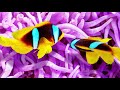 Relaxing Music 247 Stress Relief Spa Music Sleep Music Healing Meditation Yoga Relax Spa