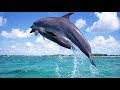 Relaxing Music 247 Stress Relief Spa Music Sleep Music Healing Meditation Yoga Relax Spa