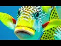 Relaxing Music 247 Stress Relief Spa Music Sleep Music Healing Meditation Yoga Relax Spa