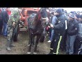 Concurs de cai la Ghimpeteni - MPEG0021
