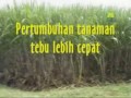 image Pupuk Nasa Untuk Mempercepat Pertumbuhan Dan Meningkatkan Hasil Panen Tebu