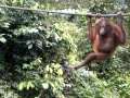 Sepilok Orang Utan Rehabilitation Centre