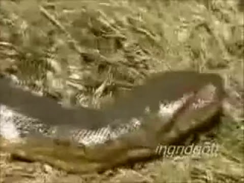anaconda woman anaconda woman