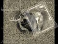غدوش غدوش