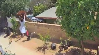 Incredible: 17-Year-Old Defending Her Dogs From A Giant Mother Bear And Her Cubs