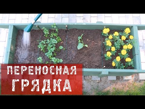 Чем подкормить рассаду помидор в домашних условиях: секреты и советы от Подкормка томатов в теплице после высадки, во время цветения