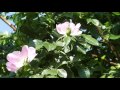 Útszéli virágmezők - Beautiful Nature. /Repcemezők – Relaxation/