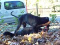 Doberman Vs Rottweiler images Doberman Vs Rottweiler
