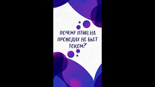 Почему Птиц На Проводах Не Бьет Током? — Научпок #Shorts