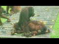 Ever Watched Orangutans Having Sex? | Orangutans Mating in Borneo