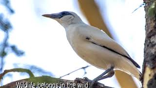 Calling For Action to Close Cruel Bird Markets in Indonesia