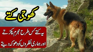 REALITY BEHIND SEARHC DOGS | KHOJI KUTTE | KHOJI TV
