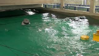 Double model test in large waves at Plymouth wave tank