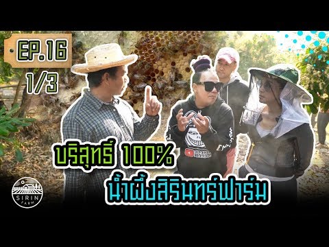 บริสุทธิ์ 100% น้ำผึ้งสิรินทร์ฟาร์ม Pure&Delicious Honey from SirinFarm EP.16 (1/3)