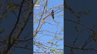 Allah U Ekber Diyen Karga Tüyleri Diken Diken Etti