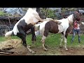horse romantic video horse shorts video sex video XXX video #shorts #horse #viral #video #new #xxx