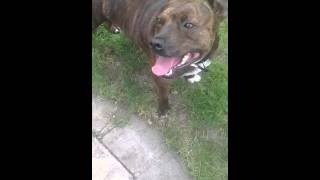 Funny Staffy Boo Playing