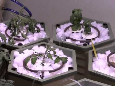 miracle grow for hydroponic tomatoes