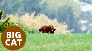 Remarkable footage of a giant wild cat prowling in Warwickshire countryside Remarkable footage of a giant wild cat prowling in Warwickshire countryside